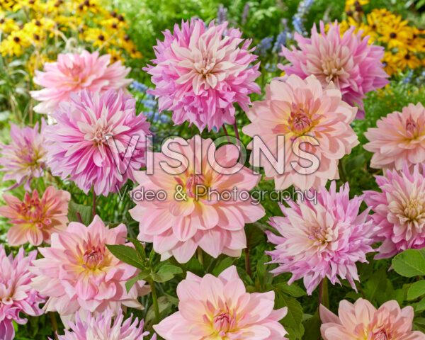 Dahlia Fairway Pilot, Labyrinth Twotone Dahlia Fairway Pilot, Labyrinth Twotone