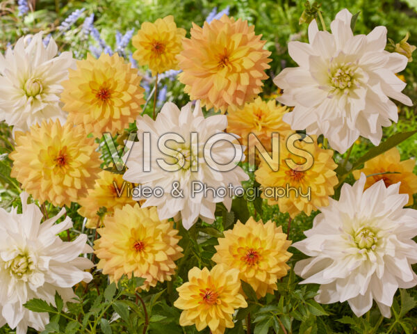 Dahlia Iceberg USA, Karma Gold