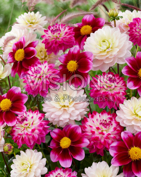 Dahlia pink and purple blend