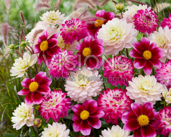 Dahlia pink and purple blend