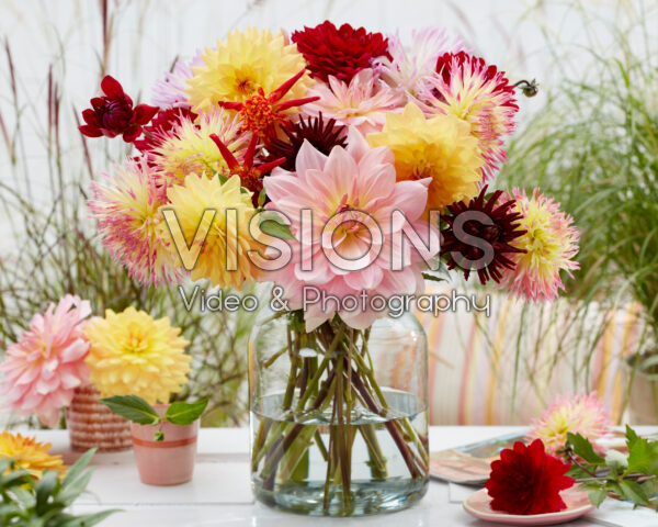 Mixed dahlias in vase