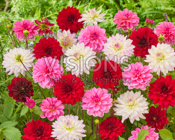 Dahlia Arabian Night, Crazy Love, Onesta Dahlia Arabian Night, Crazy Love, Onesta