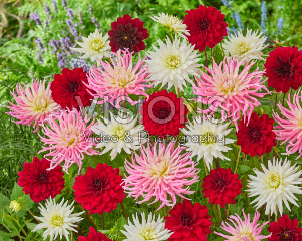 Dahlia My Love, Arabian Night, Stars Favourite Dahlia My Love, Arabian Night, Stars Favourite