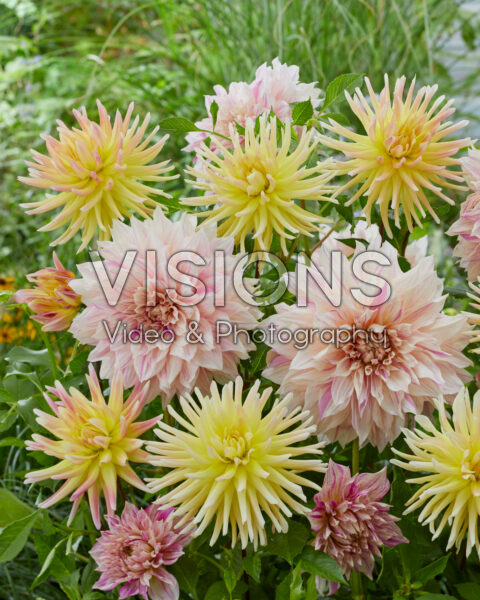 Dahlia Cabana Banana, Café au Lait Twist