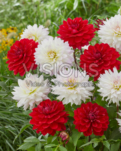 Dahlia Karma Amora, Crazy Love Dahlia Karma Amora, Crazy Love