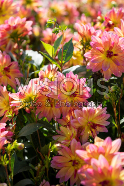 Dahlia Pacific Ocean