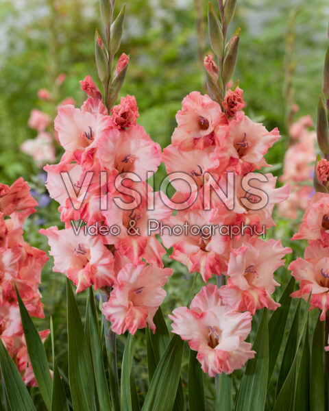 Gladiolus Cherry Candy