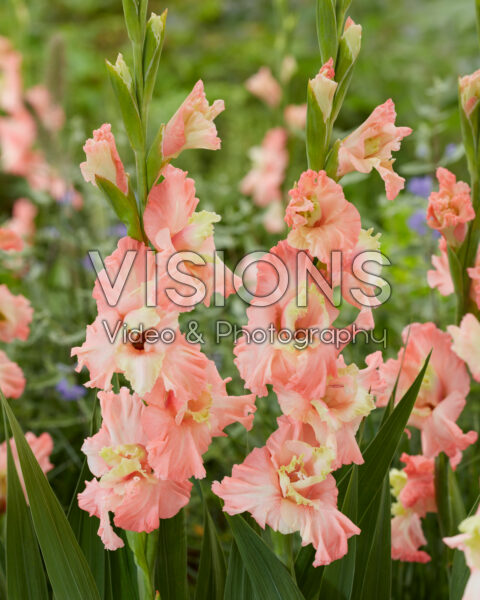 Gladiolus Mindset