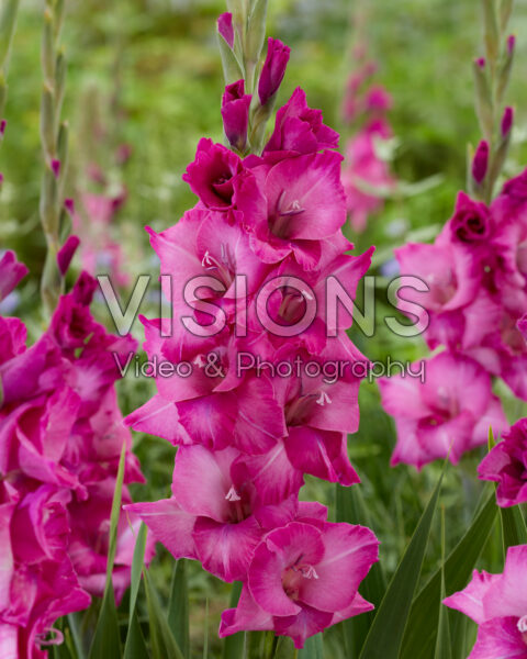 Gladiolus Evi