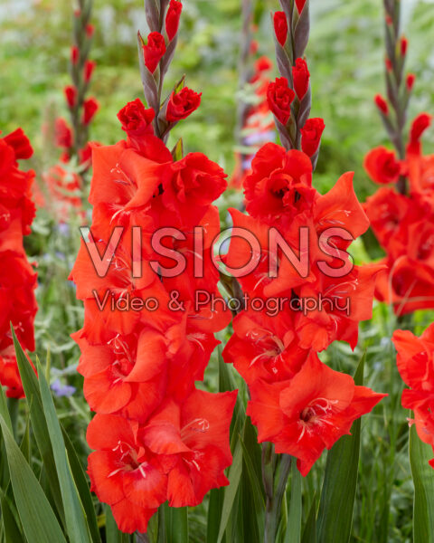 Gladiolus Bunga Gladiolus Bunga