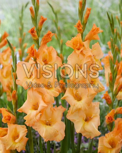 Gladiolus oranje