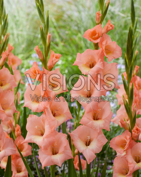 Gladiolus Donatella