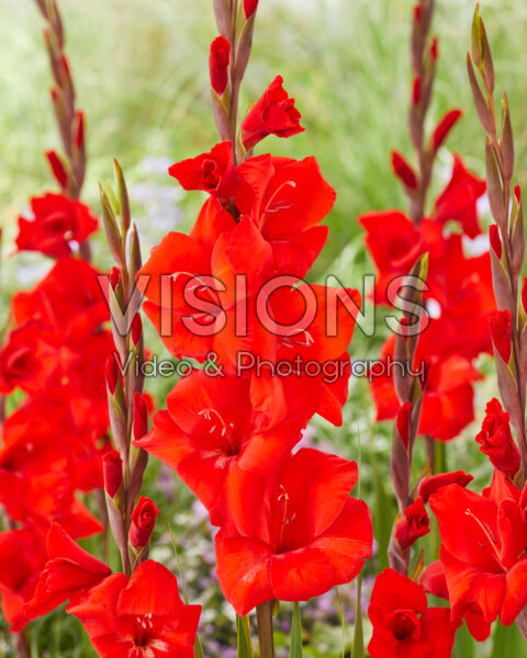 Gladiolus Dador de Pan Gladiolus Dador de Pan