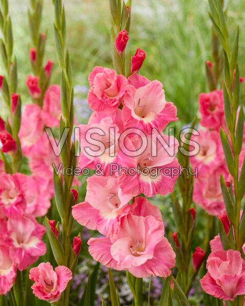 Gladiolus Pink Parrot