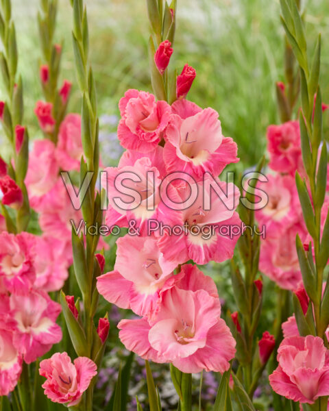 Gladiolus Pink Parrot Gladiolus Pink Parrot