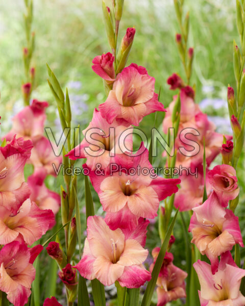 Gladiolus Apricot Bubble Gum