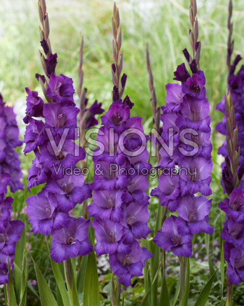 Gladiolus Cum Suis Gladiolus Cum Suis