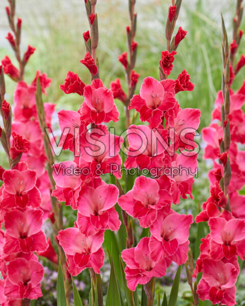 Gladiolus Fairytale Pink Gladiolus Fairytale Pink