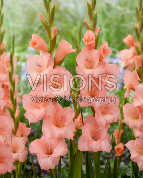 Gladiolus salmon pink