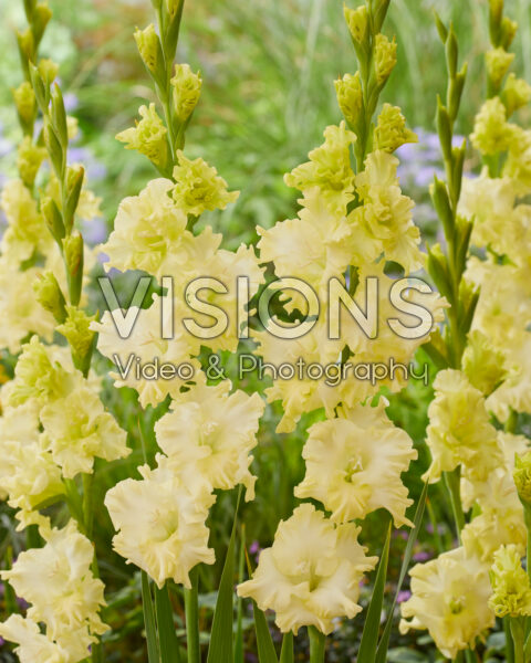 Gladiolus Lemon Tree