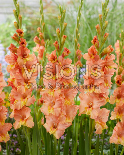 Gladiolus orange bicolour