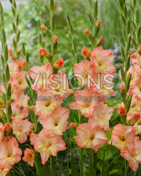 Gladiolus Eminence