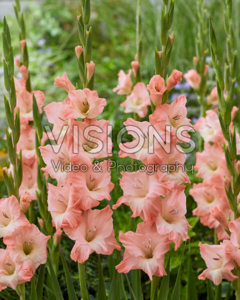 Gladiolus Karma Gladiolus Karma