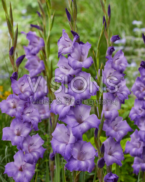 Gladiolus Performer, Forever Bulbs