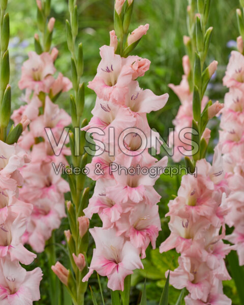 Gladiolus Adrenalin