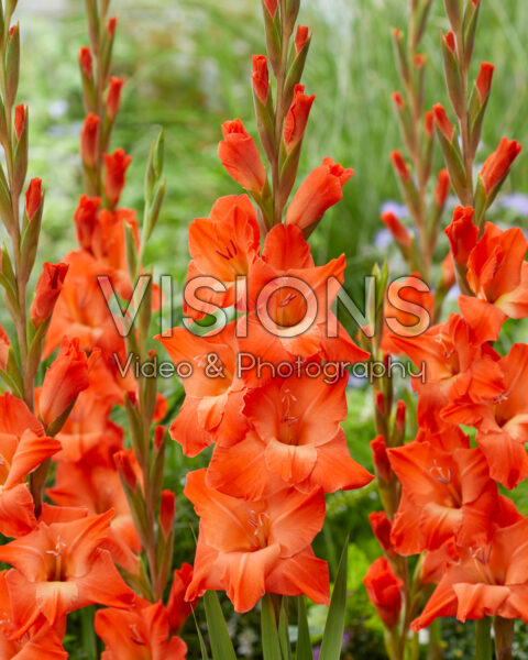 Gladiolus Live Oak