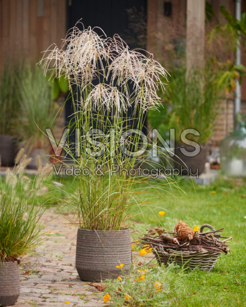 Miscanthus sinensis Pink Cloud Miscanthus sinensis Pink Cloud