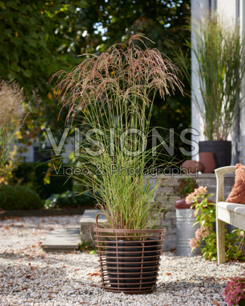 Miscanthus sinensis Red Cloud Miscanthus sinensis Red Cloud
