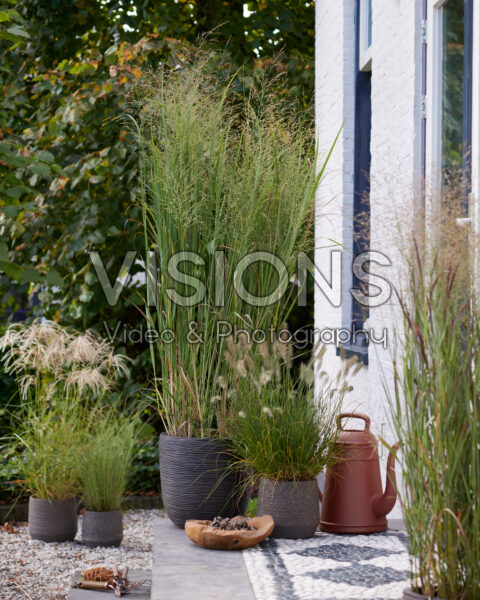 Panicum virgatum Blue Fountain Panicum virgatum Blue Fountain