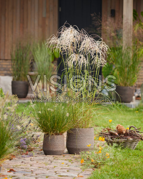 Miscanthus sinensis Pink Cloud, Pennisetum alopecuroides Peppa Pig