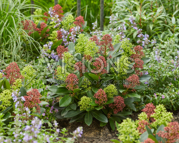 Skimmia japonica Double Diamond