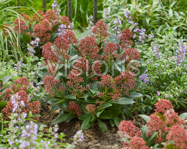 Skimmia japonica Rubella