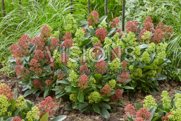 Skimmia japonica combination