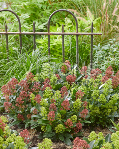 Skimmia japonica combinatie