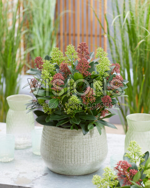 Skimmia japonica Double Diamond