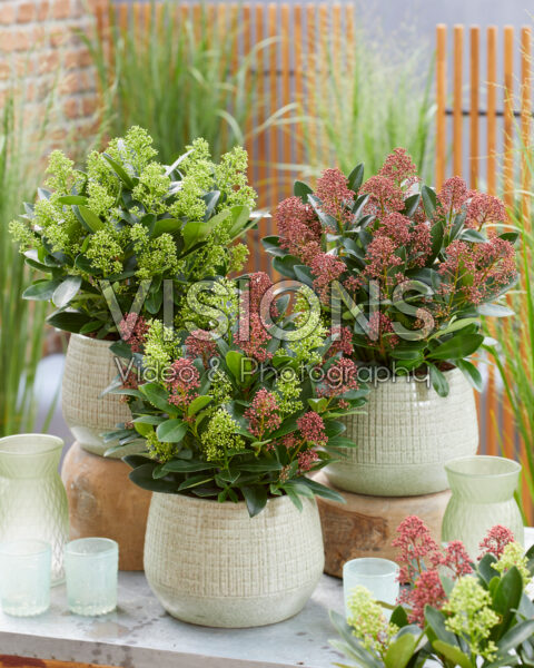 Skimmia japonica combination