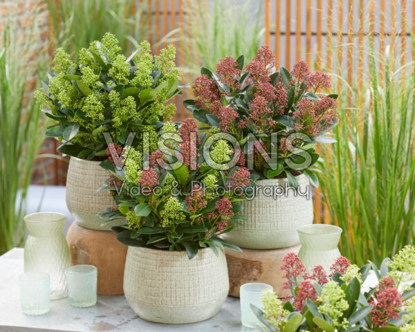 Skimmia japonica combination