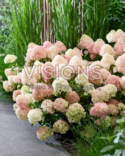 Hydrangea paniculata Living Little Love®