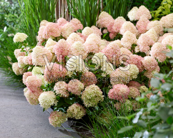 Hydrangea paniculata Living Little Love® Hydrangea paniculata Living Little Love®
