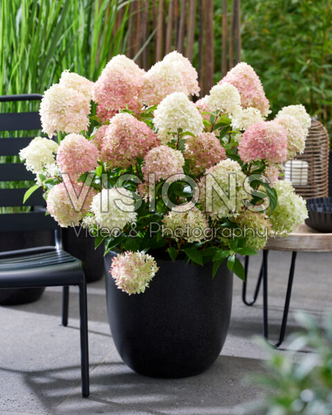 Hydrangea paniculata Living Little Love®