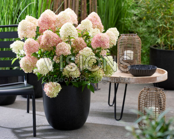 Hydrangea paniculata Living Little Love®