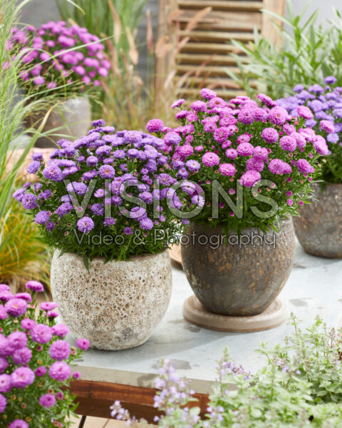 Aster novi-belgii Henry Purple, Henry Pink Aster novi-belgii Henry Purple, Henry Pink