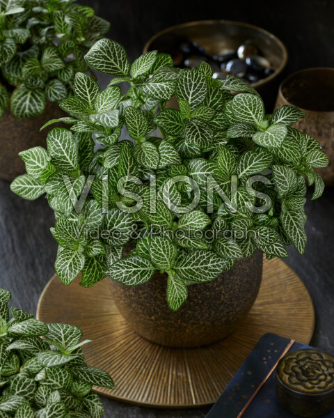 Fittonia White Joly Josan