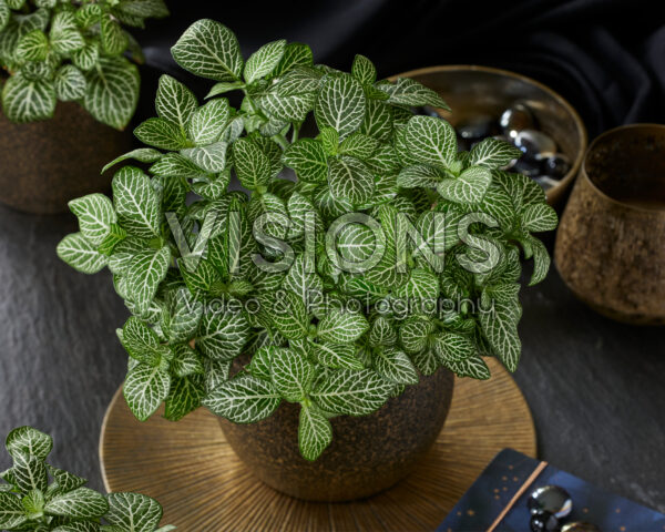 Fittonia White Joly Josan