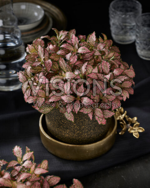 Fittonia Pink Forest Flame