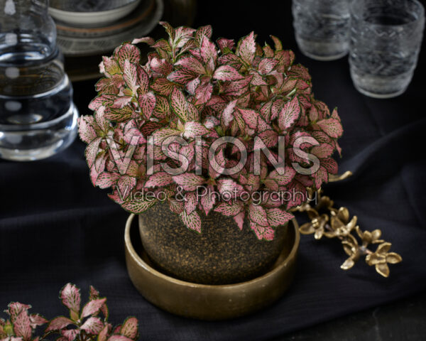 Fittonia Pink Forest Flame